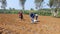 West Java, Indonesia - July 20, 2021: Some Workers Apply Fertilizer to the Emprit Ginger Plant in a Field in Sukabumi, West Java