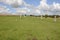 West Kennet Avenue, Avebury, Wiltshire, UK