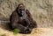 West lowland gorilla