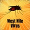 West Nile Virus, Blood filled Mosquito