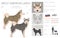 West Siberian Laika clipart. All coat colors set.  All dog breeds characteristics infographic