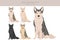 West Siberian Laika clipart. All coat colors set. All dog breeds characteristics infographic