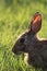 West Texas cottontail rabbit