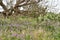 West Texas Spring Background scence with wildflowers, cactus and mequite tree