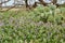 West Texas Spring Background scence with wildflowers, cactus and mequite tree