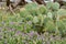 West Texas Spring Background scence with wildflowers, cactus and mequite tree