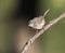 Westelijke Baardgrasmus, Western Subalpine Warbler, Sylvia inornata