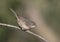 Westelijke Baardgrasmus, Western Subalpine Warbler, Sylvia inornata