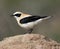 Westelijke Blonde Tapuit, Western Black-eared Wheatear, Oenanthe hispanica