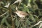 Westelijke Vale Spotvogel, Western Olivaceous Warbler, Iduna opaca