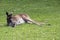 The westen grey kangaroo is mainly brown with a white chest and long tail