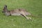 The westen grey kangaroo is mainly brown with a white chest and long tail