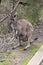 The westen grey kangaroo is mainly brown with a white chest and long tail and black tip