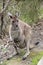 The westen grey kangaroo is mainly brown with a white chest and long tail with a black tip