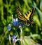 Westerm Yellow Tiger Swallowtail butterfly on purple iris