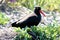 Western Alaska Coastal Shorebird Black Oystercatcher