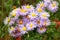 Western Aster growing in the mountains.