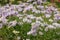 Western Aster growing in the mountains.