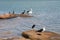 Western Australia Birds: Kalbarri