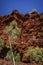 Western Australia - Ghost Gum on a rock face at the Kimberleys