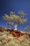 Western Australia - Ghost Gum on a rock face at the Kimberleys