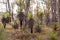 Western Australia Grass Trees