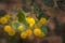 Western Australia native wildflower macro yellow wattle