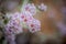 Western Australia native wildflower pink close up