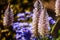 Western Australia wildflowers - close up of stunning white and purple flower