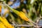 Western Australia wildflowers - close up of yellow flower head