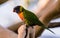 Western Australian Lorikeet-2