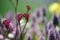 Western Australian native Pink Kangaroo Paw in garden bed