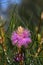 Western Australian native purple flower of the Wiry Honey myrtle, Melaleuca filifolia, family Myrtaceae