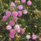 Western Australian pink wildflower honey-myrtle, Melaleuca nesophila