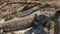 Western australian shingleback lizard on the ground