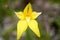 Western Australian wild flowers