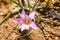 Western Australian wild flowers