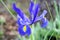 Western Australian wild flowers