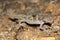 The western banded gecko Coleonyx variegatus is a species of gecko found in the southwestern United States. Individual