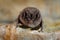 Western barbastelle, Barbastella barbastellus, in the nature cave habitat, Cesky kras, Czech. Underground animal hanging from