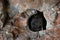Western barbastelle, Barbastella barbastellus, in the nature cave habitat, Cesky kras, Czech. Underground animal sitting on stone.