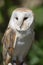Western Barn Owl