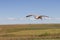 Western Barn Owl