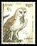 Western Barn Owl, Tyto alba