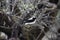 Western black-eared wheatear, Oenanthe hispanica