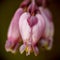 Western bleeding heart (Dicentra formosa)