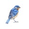 Western blue bird watercolor illustration. Hand drawn North America wild song bird Sialia mexicana. Bluebird side view image.