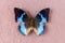 Western Blue Charaxes butterfly