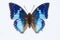 Western blue charaxes butterfly, on white