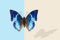 Western blue charaxes; charaxes smaragdalis, butterfly with shadow on blue and champagne background